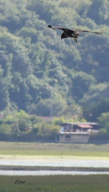 FESTIVAL DE LA MIGRACIÓN DE LAS AVES 2019