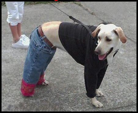 NUEVOS CAMINOS HACIA LA ESTUPIDEZ GENERALIZADA NUEVOS CAMINOS HACIA LA ESTUPIDEZ GENERALIZADA