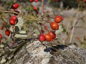 Mermelada escaramujo