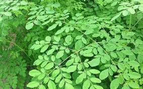 Moringa, Plantas Medicinales, Vivir saludablemente, Vivir con salud, Beneficios de la Moringa, Propiedades de la Moringa, 