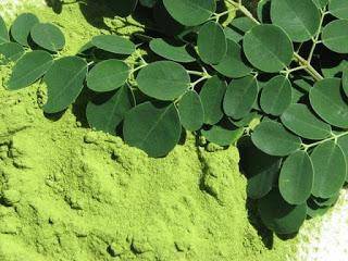 Moringa, Plantas Medicinales, Vivir saludablemente, Vivir con salud, Beneficios de la Moringa, Propiedades de la Moringa, 