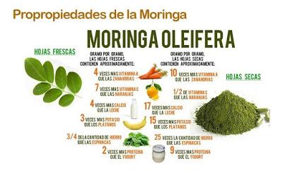 Moringa, Plantas Medicinales, Vivir saludablemente, Vivir con salud, Beneficios de la Moringa, Propiedades de la Moringa, 