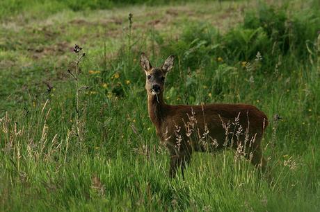 Canto yo y la montaña baila - Irene Solà
