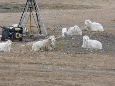 El Calafate, el gran desconocido: información general
