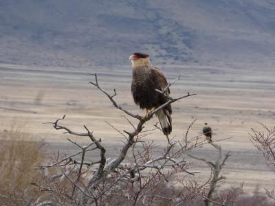 El Calafate, el gran desconocido: información general