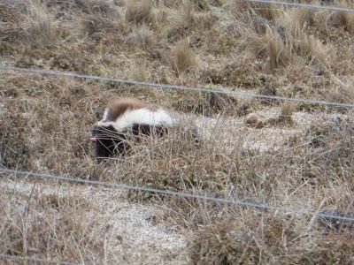 El Calafate, el gran desconocido: información general