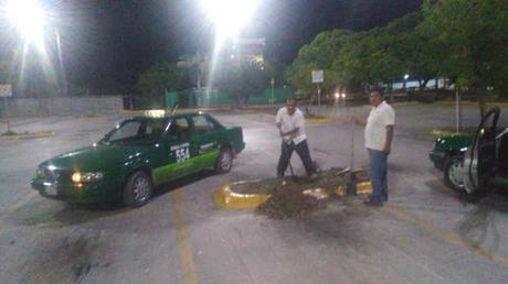 Taxistas de Ciudad Valles plantan árboles contra el cambio clímatico