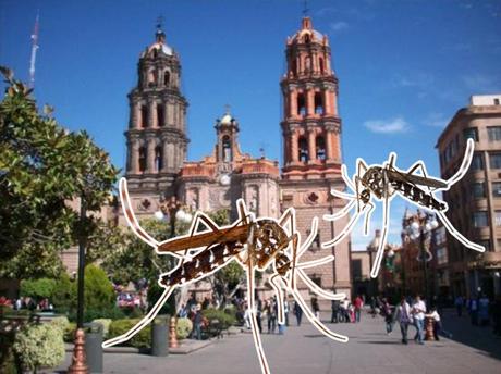 San Luis Potosí sigue registrando casos de dengue