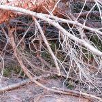 Cae árbol dentro del Jardín de San Agustín