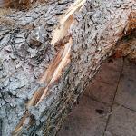 Cae árbol dentro del Jardín de San Agustín