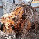 Cae árbol dentro del Jardín de San Agustín