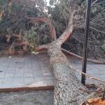 Cae árbol dentro del Jardín de San Agustín