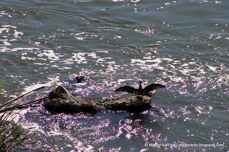 Toledo, Ciudad de artistas y poetas