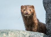 Eslovaquia aprueba prohibición producción pieles