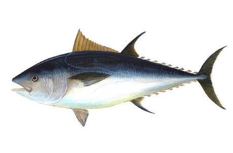 Japón triplica su demanda de atún rojo Ricardo Fuentes