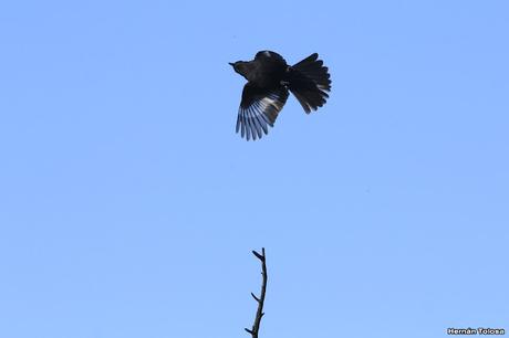 Despliegue de viudita común