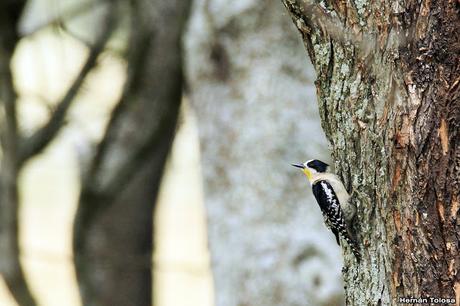 Carpintero del cardón (Melanerpes cactorum)