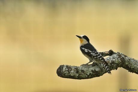 Carpintero del cardón (Melanerpes cactorum)