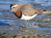 Chorlito pecho canela (Charadrius modestus)