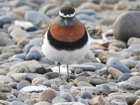 Chorlito pecho canela (Charadrius modestus)