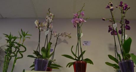 BLOGSSIPGIRL TE PRESENTA: FLORES EL EDEN, UN JARDIN EN EL QUE DESEARÁS PERDERTE