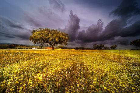 Il Venerdí di Photosatriani N. 230