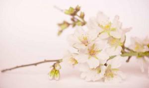 Cómo tratar el insomnio con aceite de almendras - Trucos de salud caseros