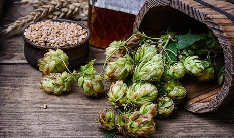 ¿Qué son y para qué sirven las plantas medicinales? - Trucos de salud caseros