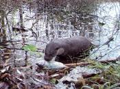 pena animales tierra chernóbil). svetlana alexiévich