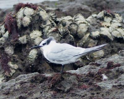 Charranes, desplome migratorio