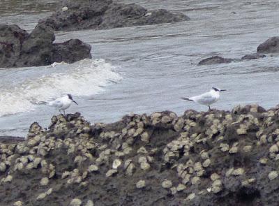 Charranes, desplome migratorio