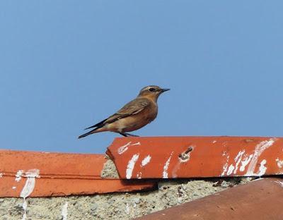 Inquietud migratoria en las collalbas