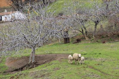 Becas Desarrollo Rural, Innovación y Política Forestal Becas Desarrollo Rural, Innovación y Política Forestal