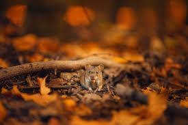 Ratones en otoño Ratones en otoño