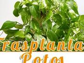 Como trasplantar poto esqueje