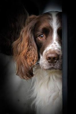 Esa mirada de perro que nos roba el corazón.