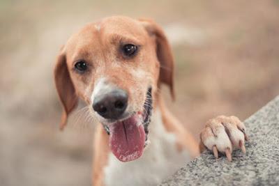 Esa mirada de perro que nos roba el corazón.