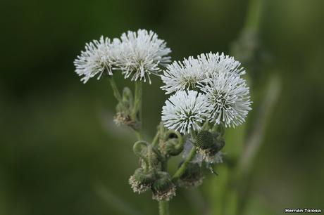 Jazmín de bañado (Gymnocoronis spilanthoides)