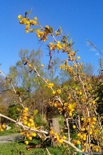 Espina amarilla (Berberis ruscifolia)