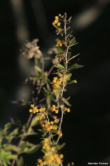 Espina amarilla (Berberis ruscifolia)