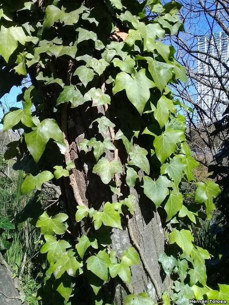 Hiedra (Hedera helix)