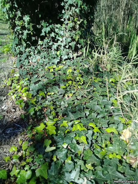 Hiedra (Hedera helix)