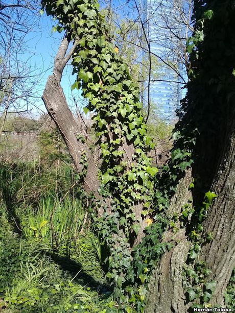 Hiedra (Hedera helix)