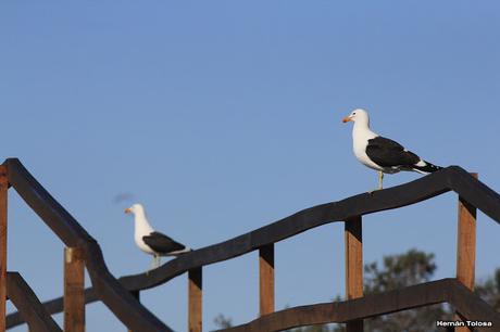 Cocineras de Punta Tombo