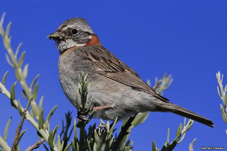 Chingolos patagónicos