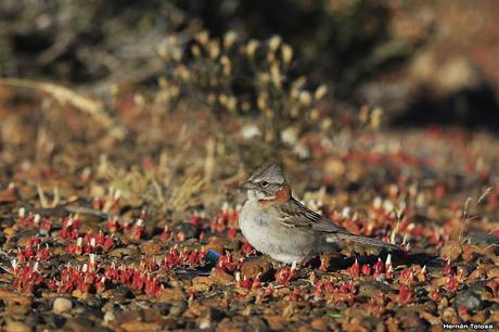 Chingolos patagónicos