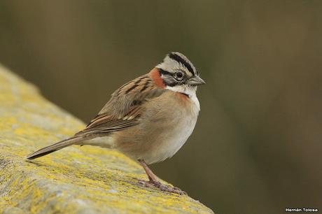 Chingolos patagónicos