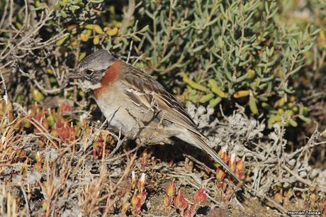 Chingolos patagónicos