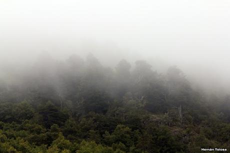 Maiceros en el Lácar