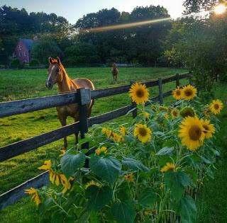 Reseña: Después de caer de Melanie Harlow